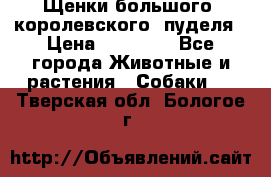 Щенки большого (королевского) пуделя › Цена ­ 25 000 - Все города Животные и растения » Собаки   . Тверская обл.,Бологое г.